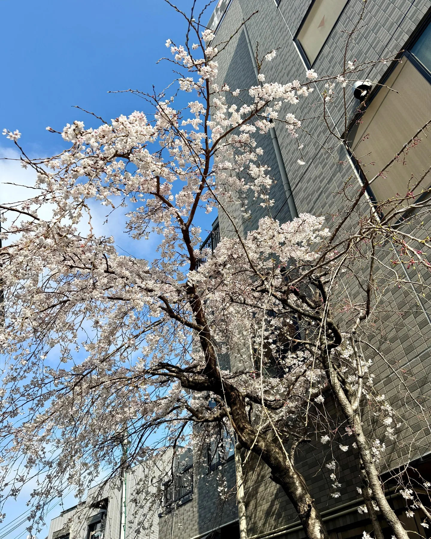 今年もきれいに咲きました！🌸