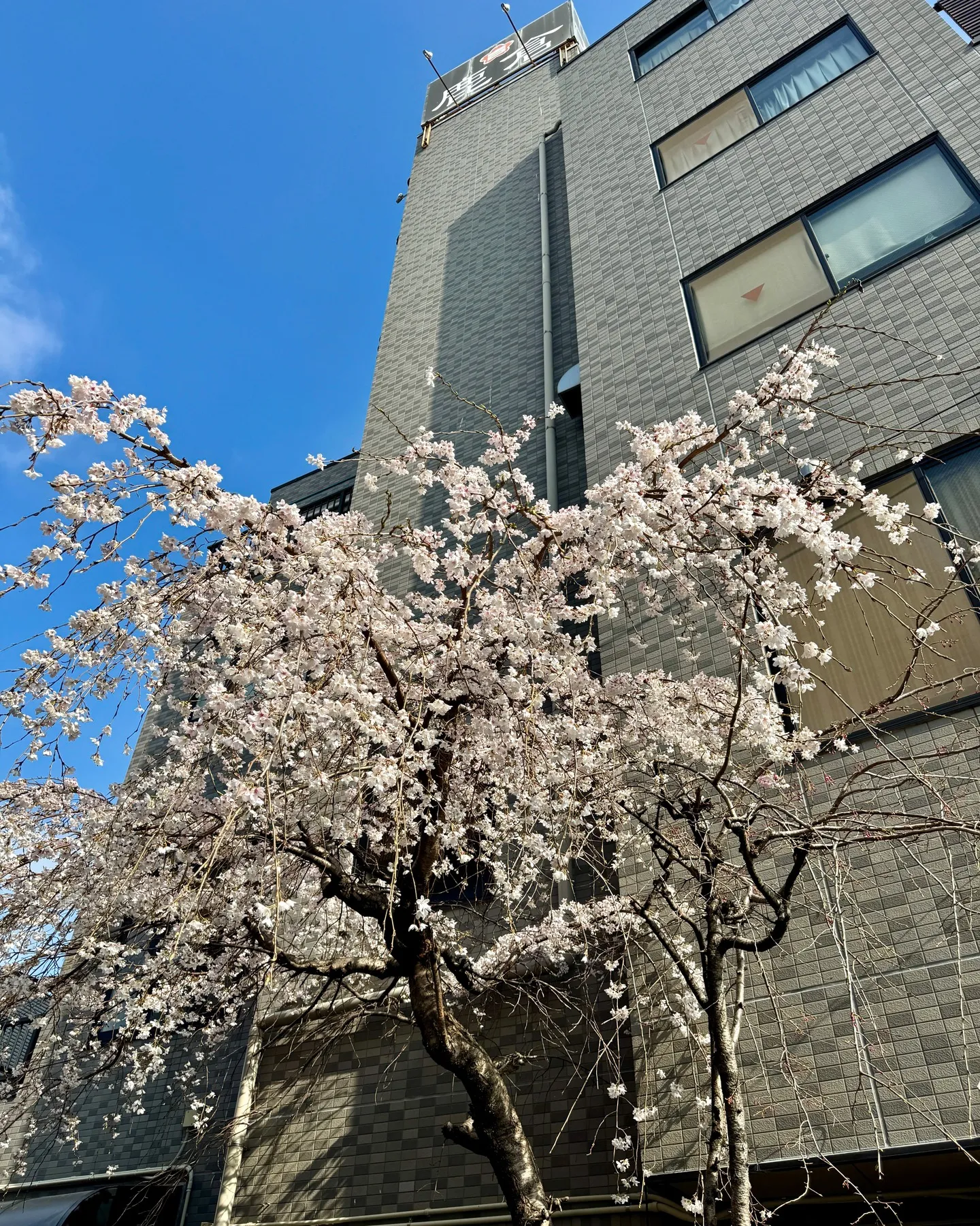 今年もきれいに咲きました！🌸