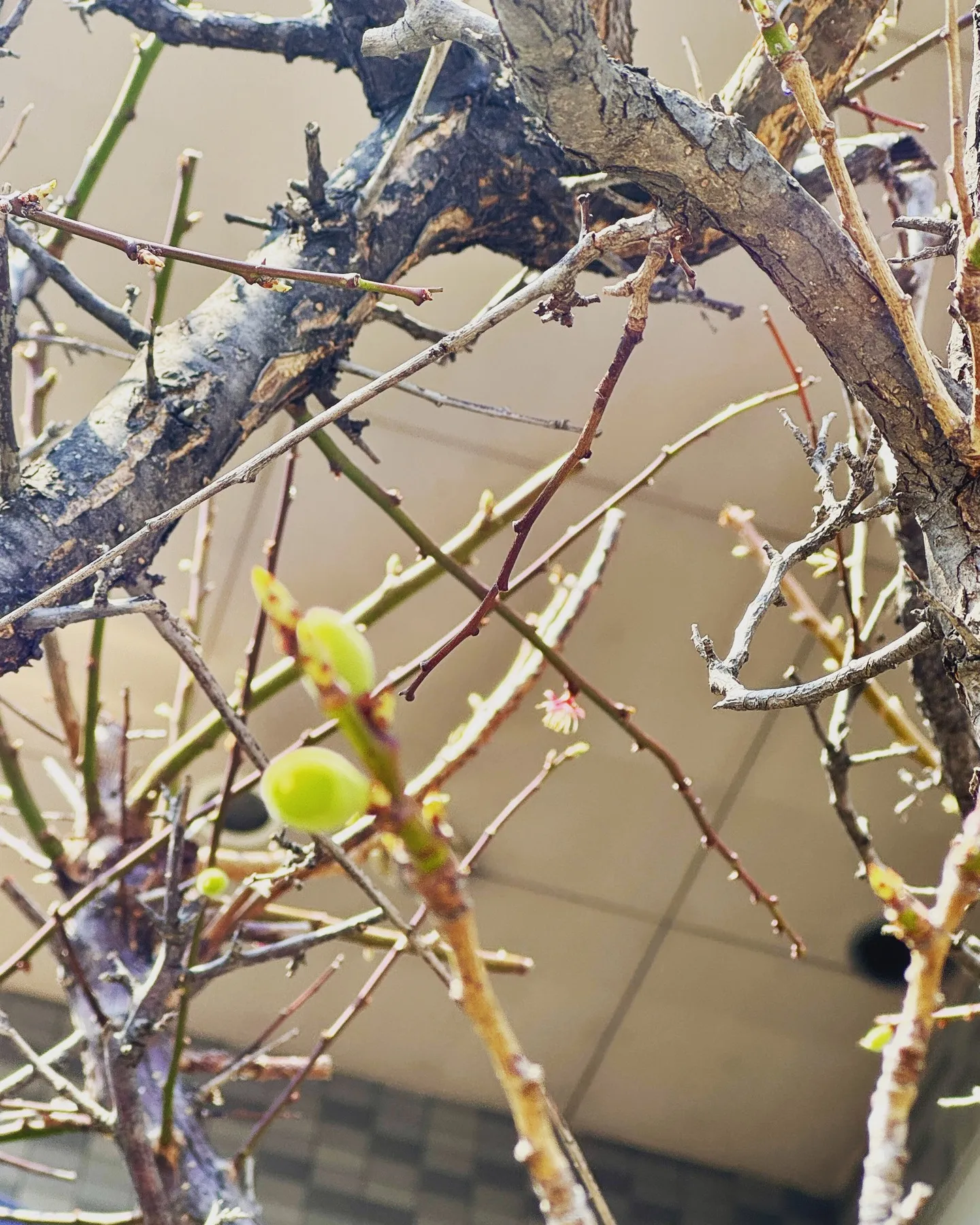 今年もきれいに咲きました！🌸