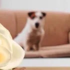 ペット